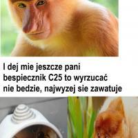 proboscis_monkey_nasalis_larvatus_male_head