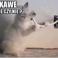 kota-jebnie-czy-nie-jebnie87
