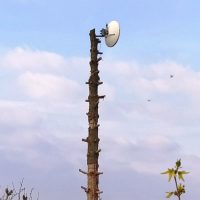 żywy-maszt-antenowy