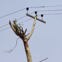 drzewo slup energetyczny