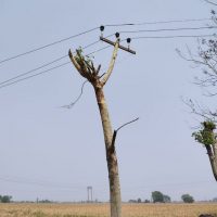 przycinanie_drzewa_pod_linia_energetyczna