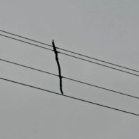patyk-na-linii-1