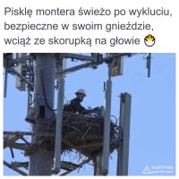 piskle_montera_po_wykluciu