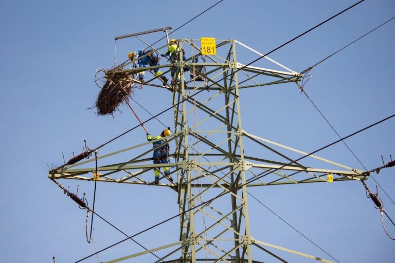 Energetycy przenieśli gniazdo bocianów w bezpieczne miejsce