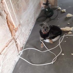 pies pomocnik elektryka na budowie