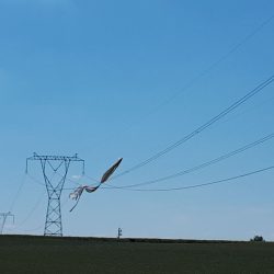 agrowloknina na linii 400 kV Kozienice Miłosna