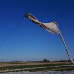 agrowloknina na linii energetycznej polskie sieci elektroenergetyczne