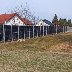 tuje pod plotem pv