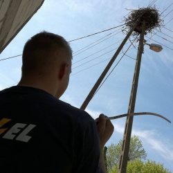 zasilanie gniazdo bocian
