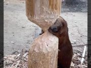 Inż. Bober temperuje słupa