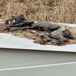 kunolis na stacji trafo STS 15:400